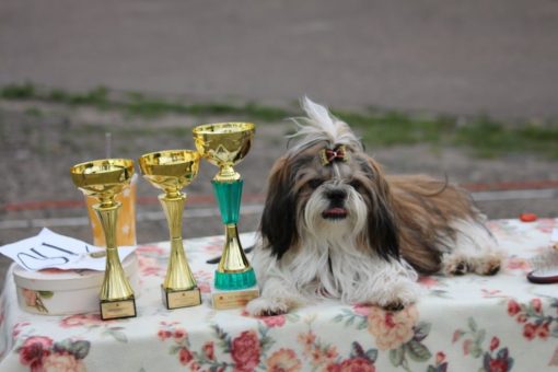 Canis e Catus | Ogólnopolskie Niezależne Stowarzyszenie Miłośników i